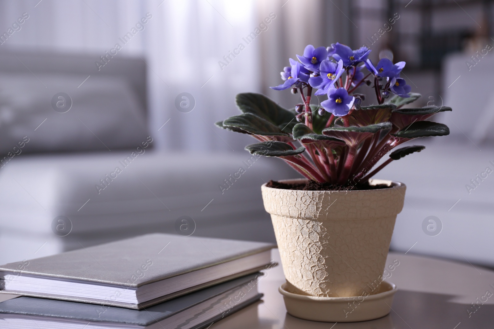 Photo of Modern living room interior with beautiful potted plant, space for text