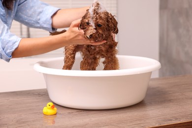Photo of Woman washing cute Maltipoo dog in basin indoors. Lovely pet