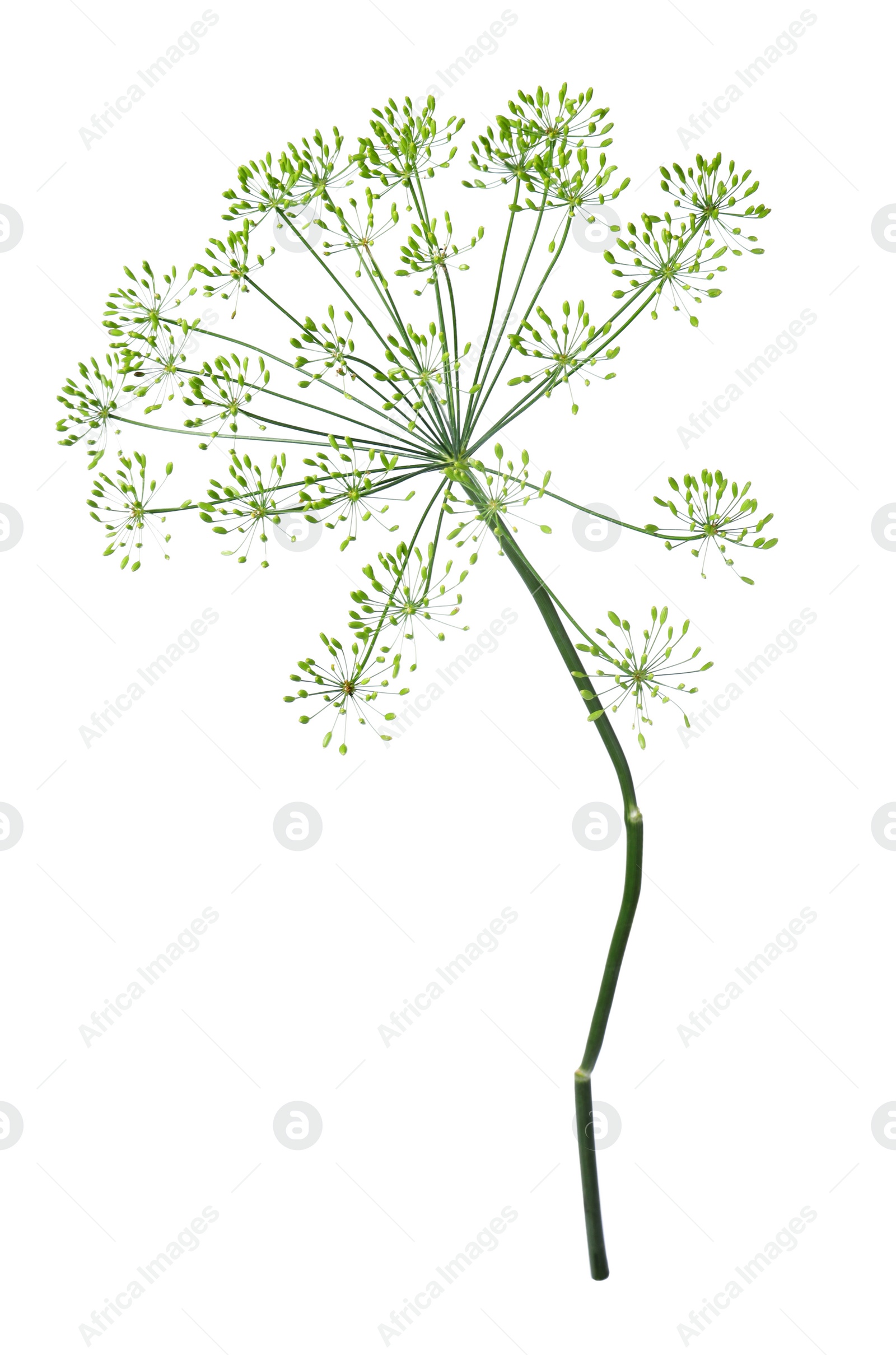 Photo of Fresh green dill flower isolated on white