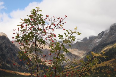 Beautiful view of rose hip bush growing in mountains on sunny day