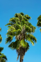 Tropical palms with beautiful green leaves against blue sky