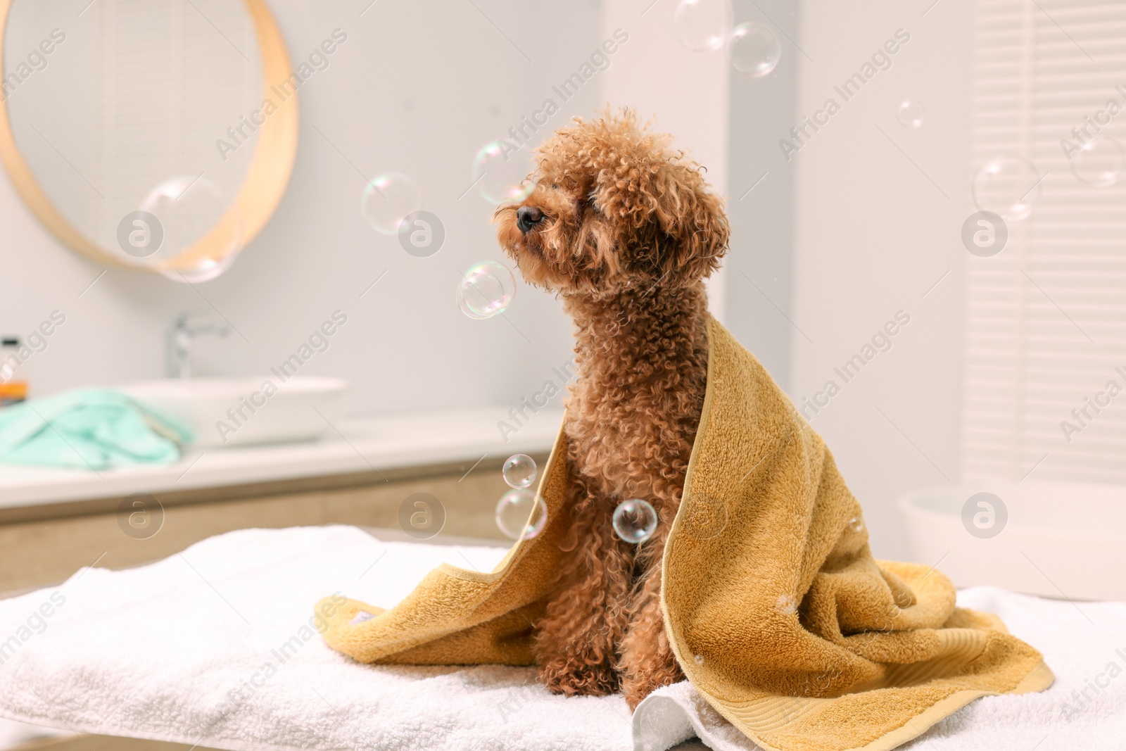 Photo of Cute Maltipoo dog wrapped in towel and soap bubbles in bathroom. Lovely pet