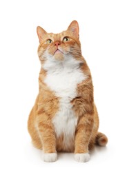 Photo of Cute ginger cat on white background. Adorable pet