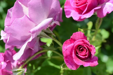 Photo of Beautiful bright rose flowers blooming outdoors, closeup