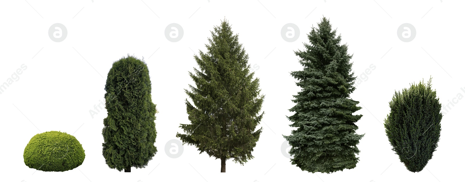 Image of Set with beautiful green coniferous trees and shrubs on white background. Banner design