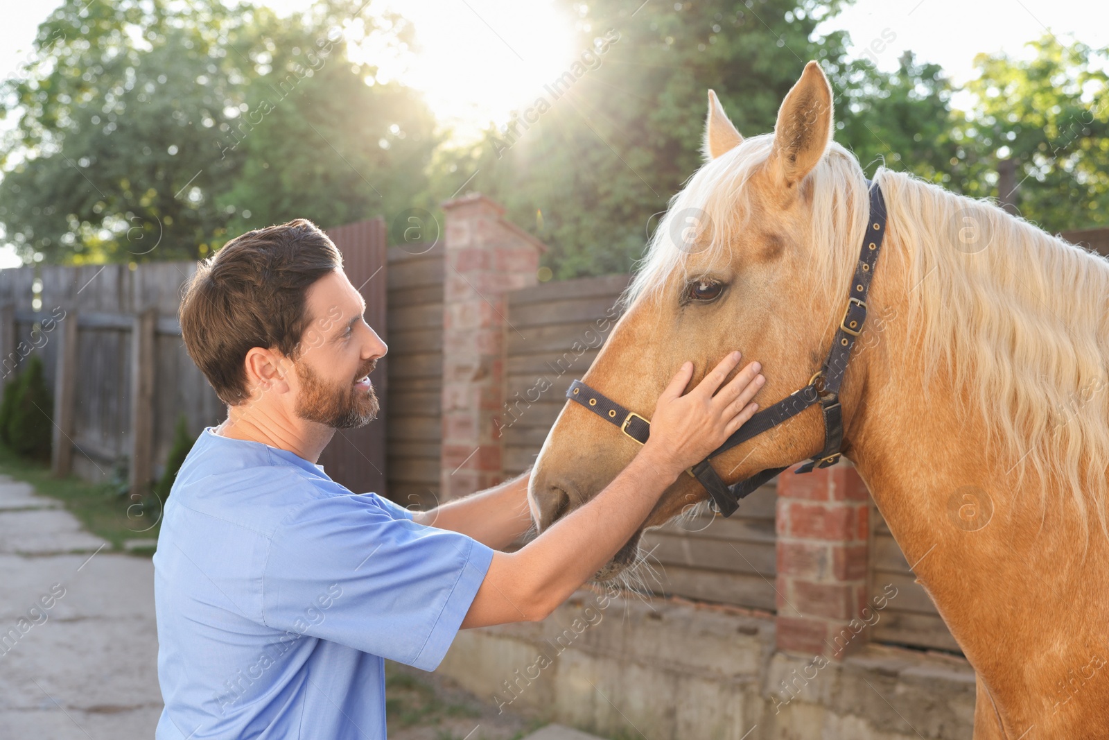 Photo of Veterinarian with adorable horse outdoors. Pet care