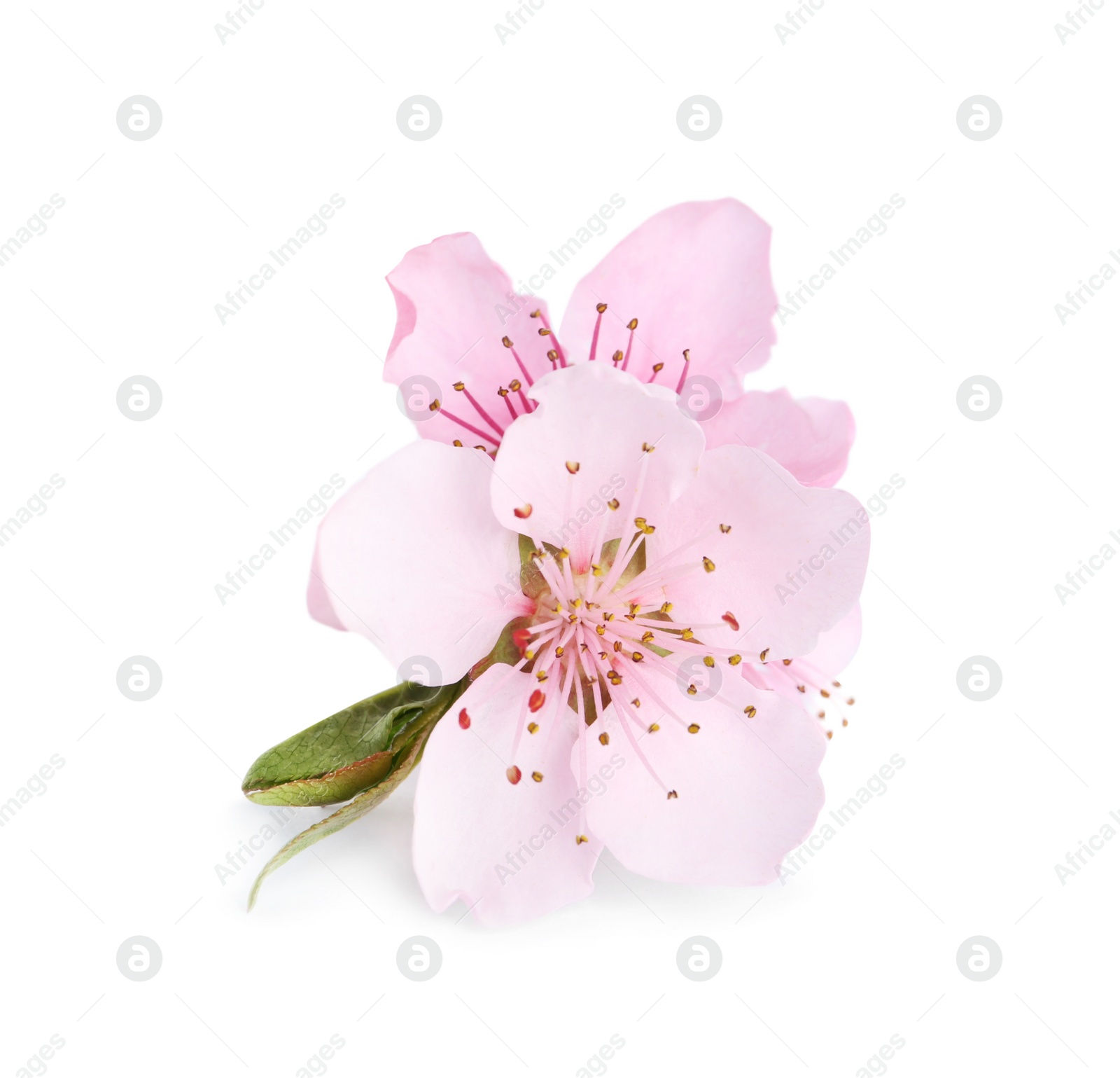 Photo of Beautiful tree blossom isolated on white. Spring season