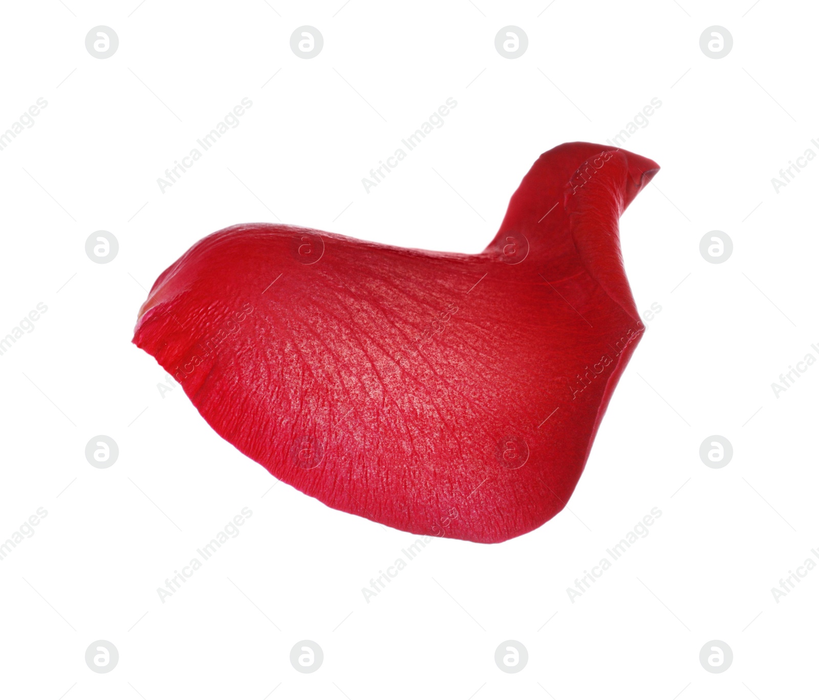 Photo of Red rose flower petal on white background