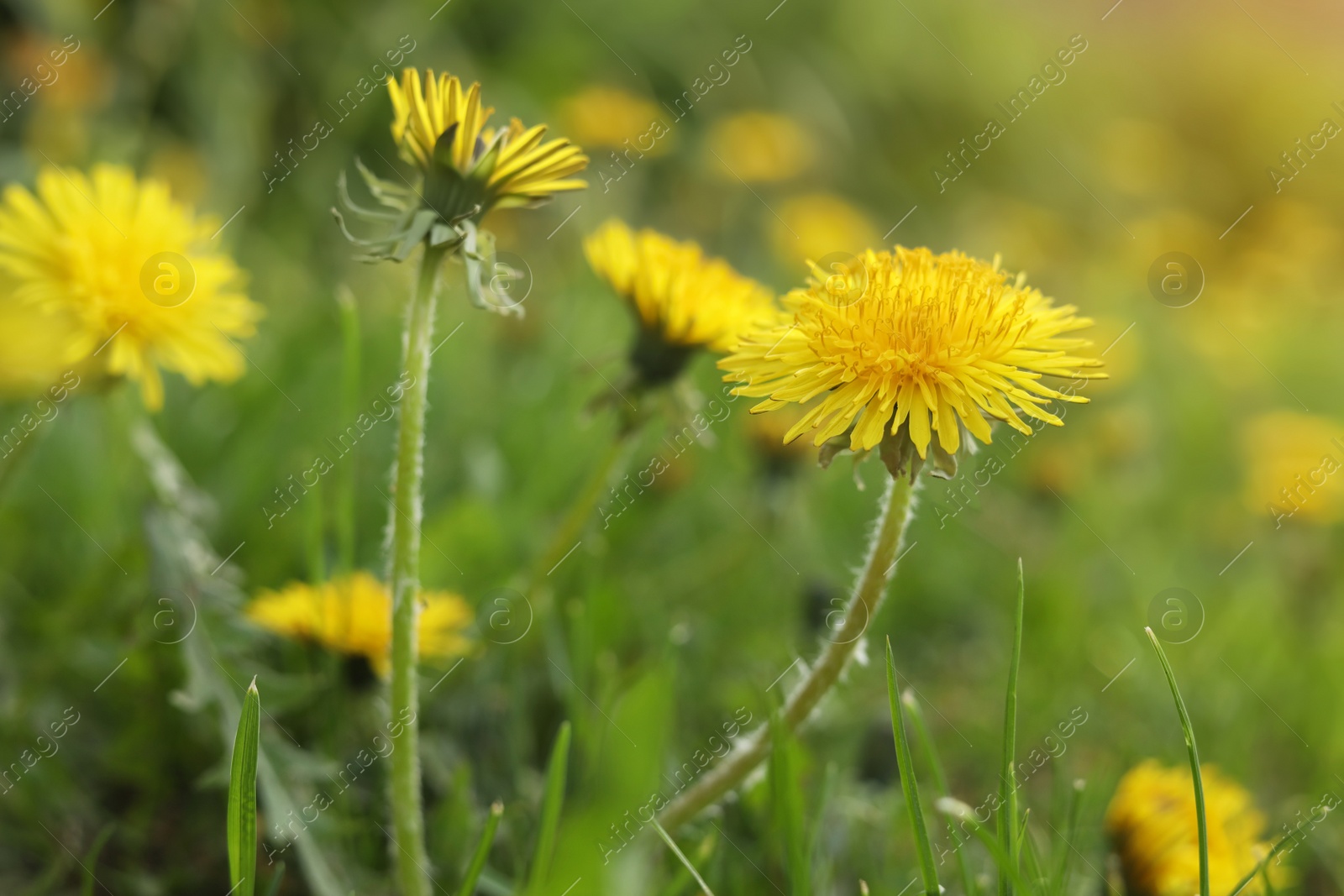 Photo of Beautiful bright yellow dandelions growing outdoors, closeup