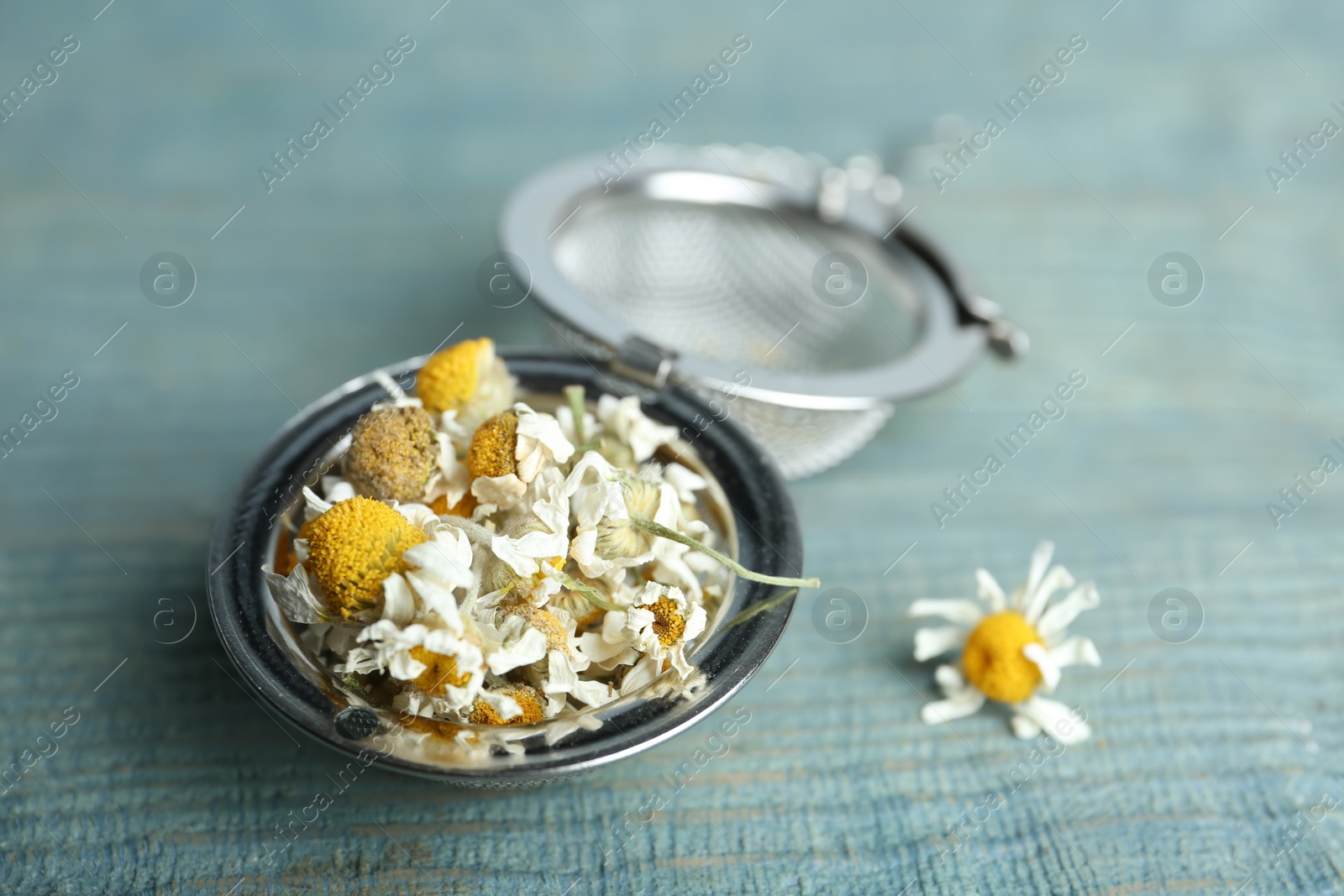 Photo of Dry chamomile flowers in infuser on light blue wooden table, closeup