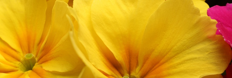 Beautiful spring primula (primrose) flowers as background, closeup. Banner design