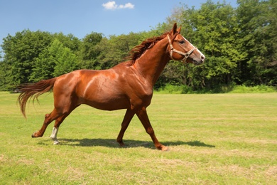 Photo of Chestnut horse outdoors on sunny day. Beautiful pet