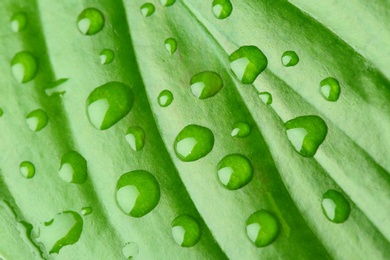 Macro view of water drops on green leaf