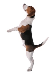 Photo of Cute Beagle puppy on white background. Adorable pet