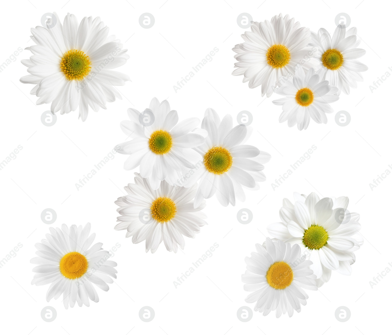 Image of Set of beautiful chamomile flowers on white background, top view