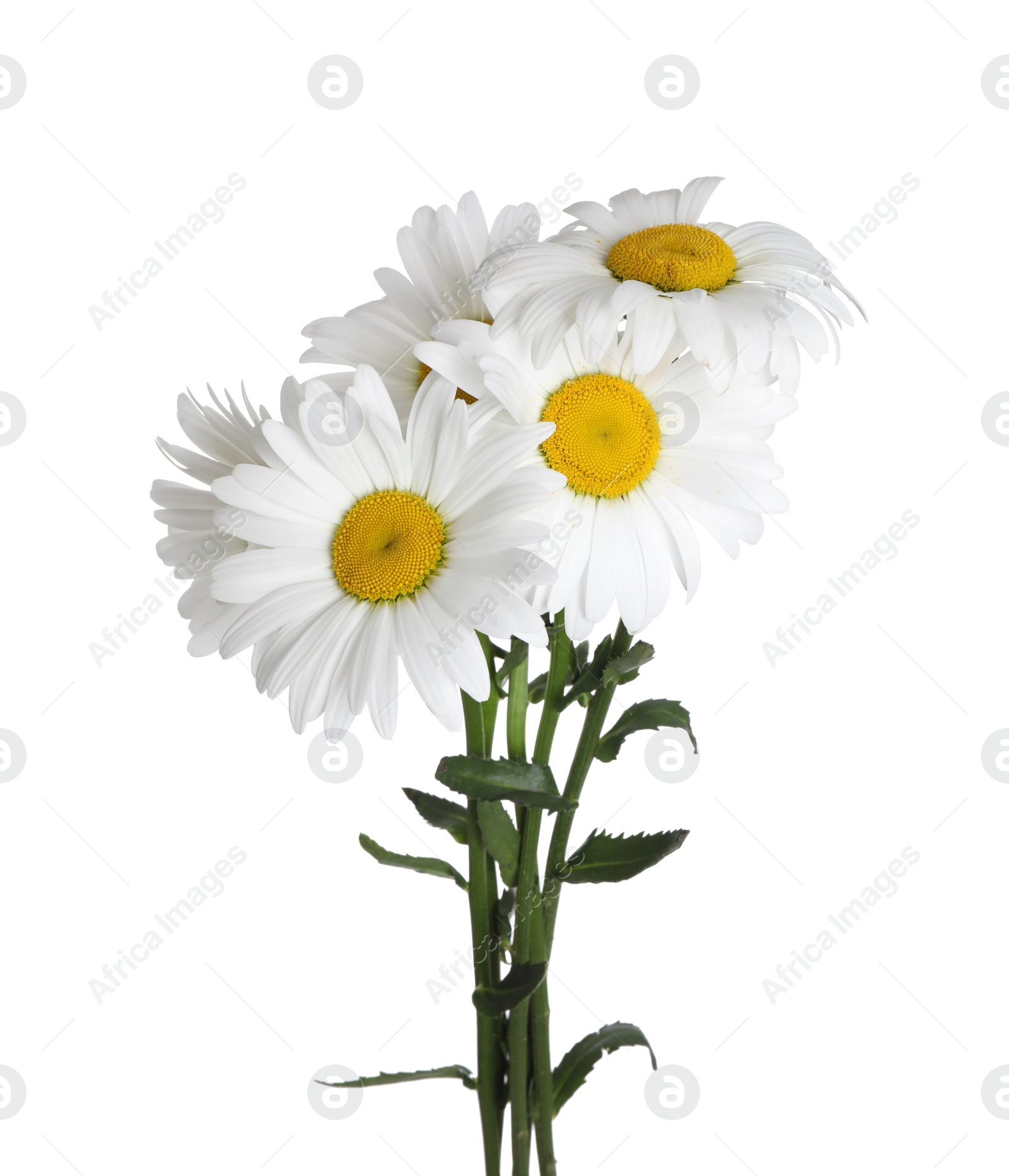 Photo of Bouquet of beautiful chamomile flowers on white background