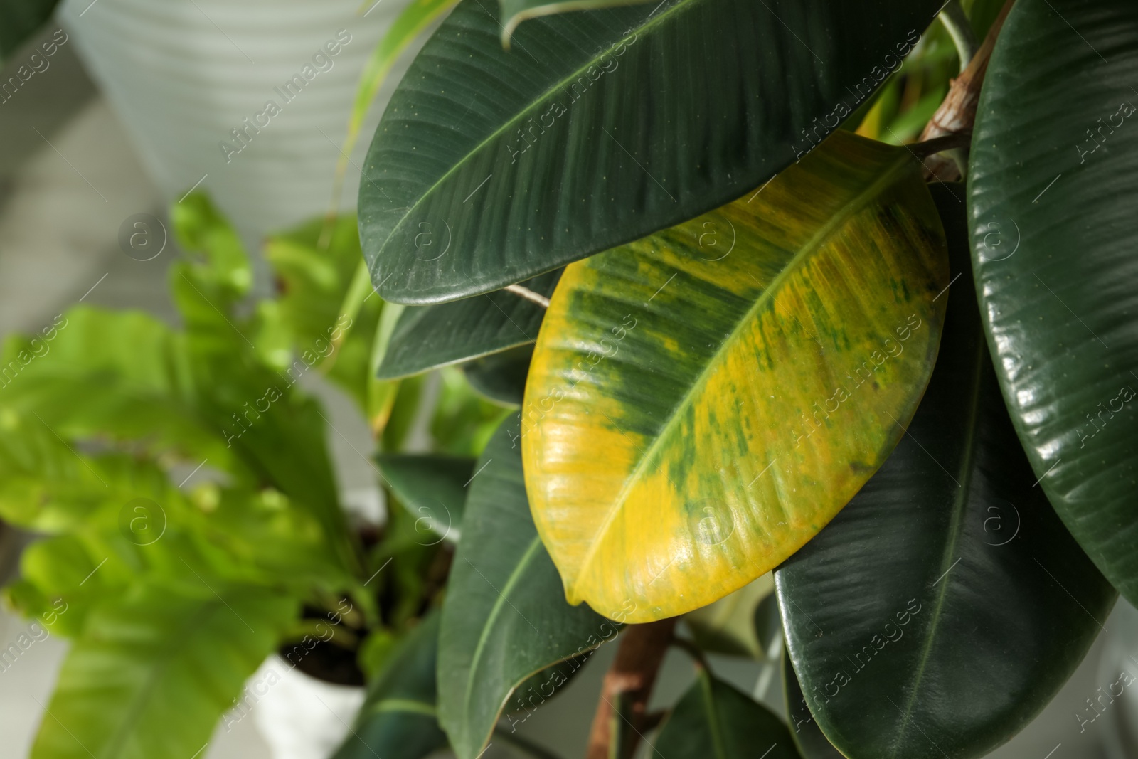 Photo of Houseplant with leaf blight disease indoors, closeup. Space for text