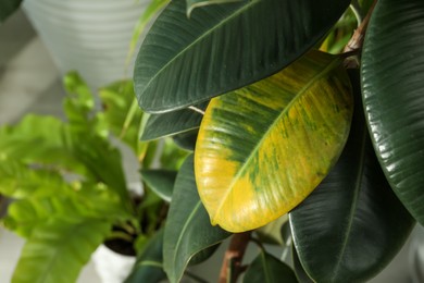 Houseplant with leaf blight disease indoors, closeup. Space for text