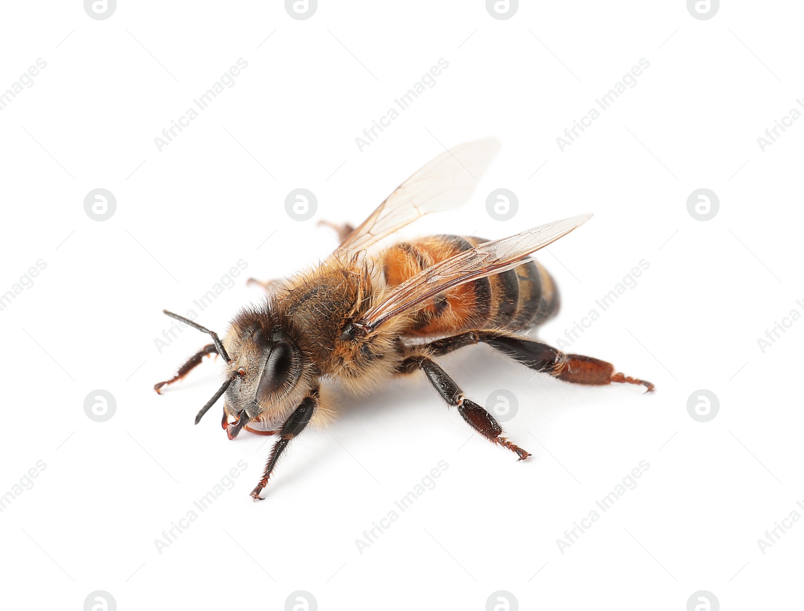 Photo of Beautiful honeybee on white background. Domesticated insect