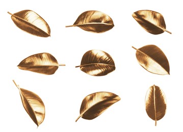 Collage with beautiful gold painted leaves of Ficus Elastica plant on white background