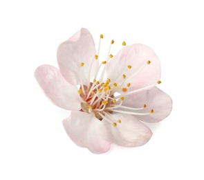 Photo of Beautiful apricot tree blossom on white background. Springtime