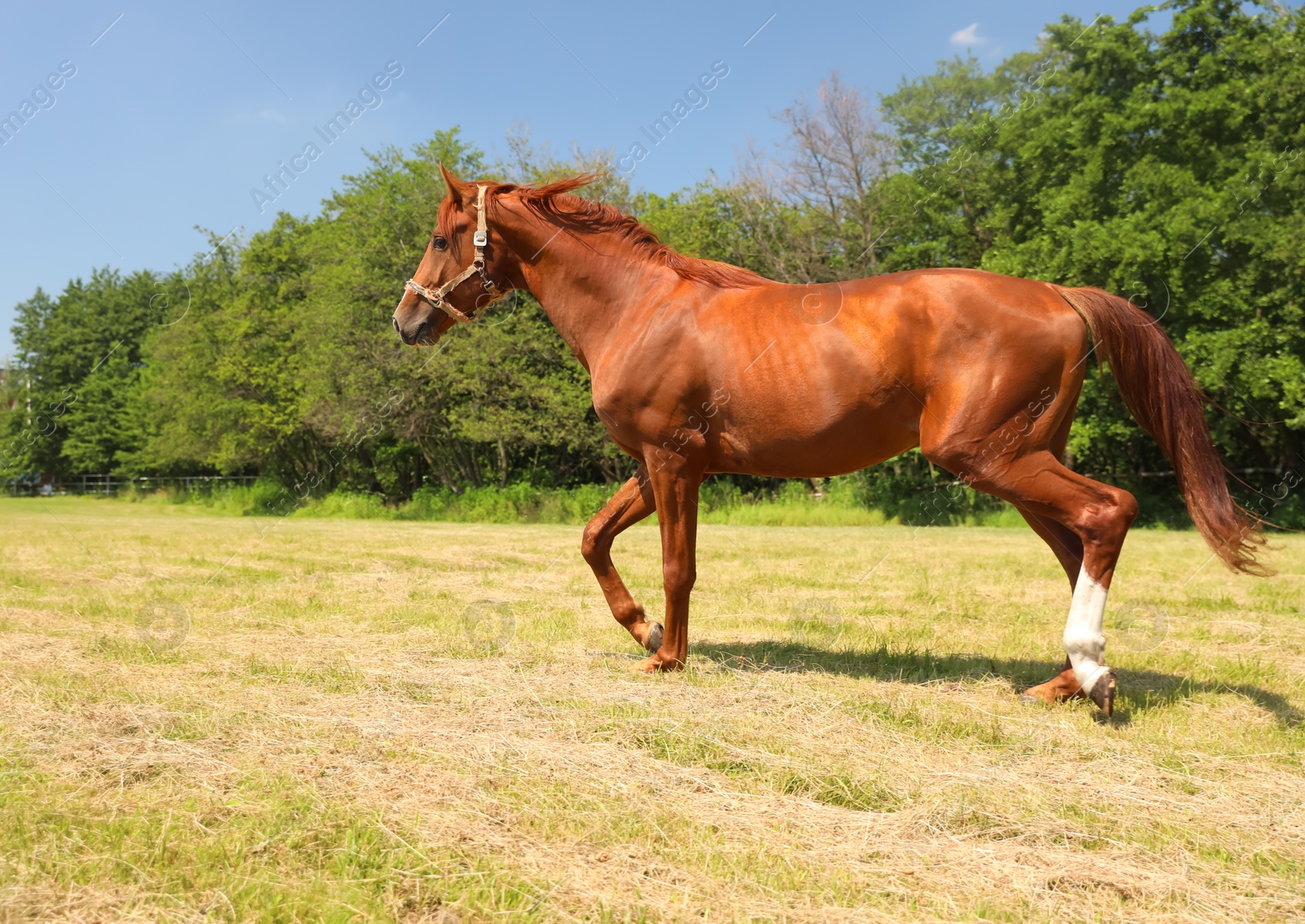 Photo of Chestnut horse outdoors on sunny day. Beautiful pet