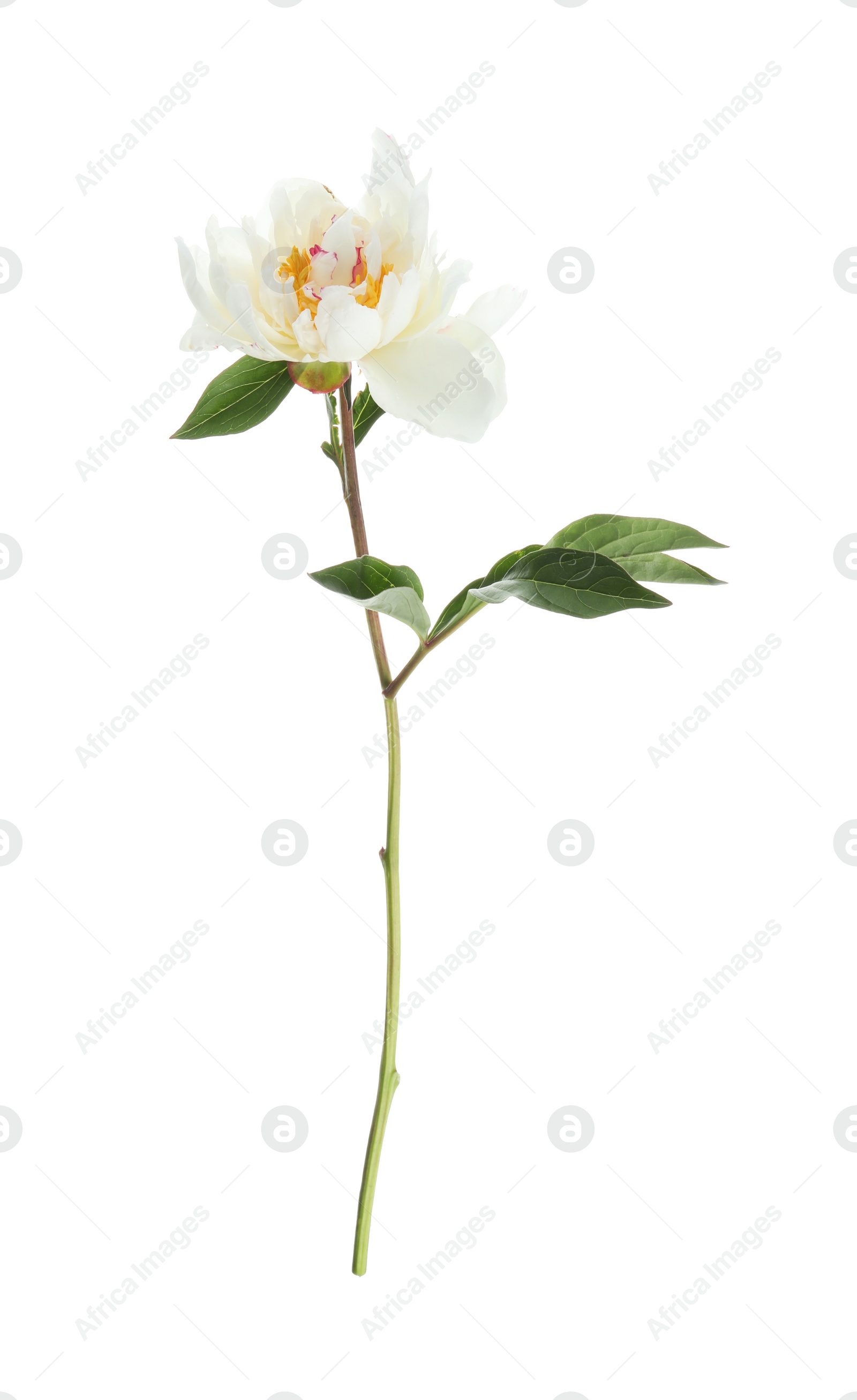 Photo of Beautiful fragrant peony flower isolated on white