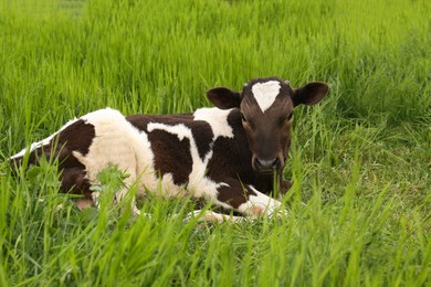 Photo of Black and white calf lying in green grass