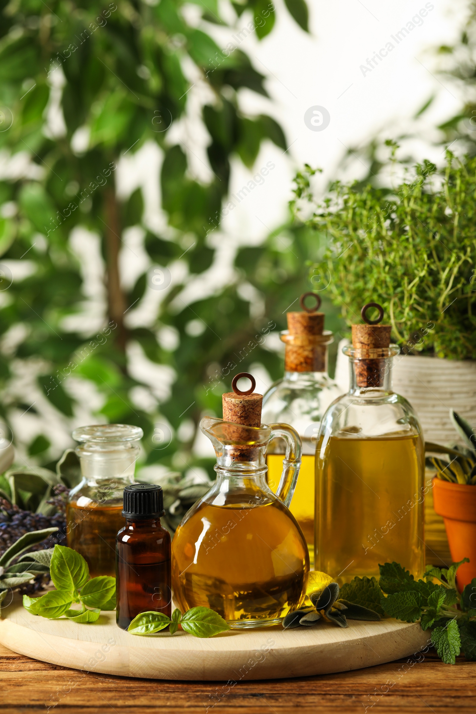 Photo of Different fresh herbs with oils on wooden table