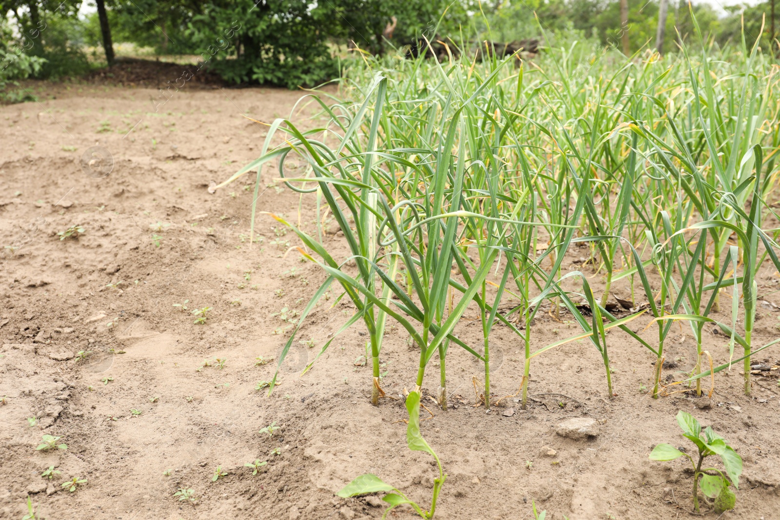 Photo of Green garlic sprouts growing in field