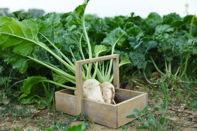 Wooden crate with fresh white beet plants in field