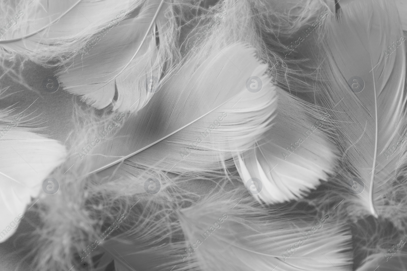 Photo of Many fluffy bird feathers as background, top view