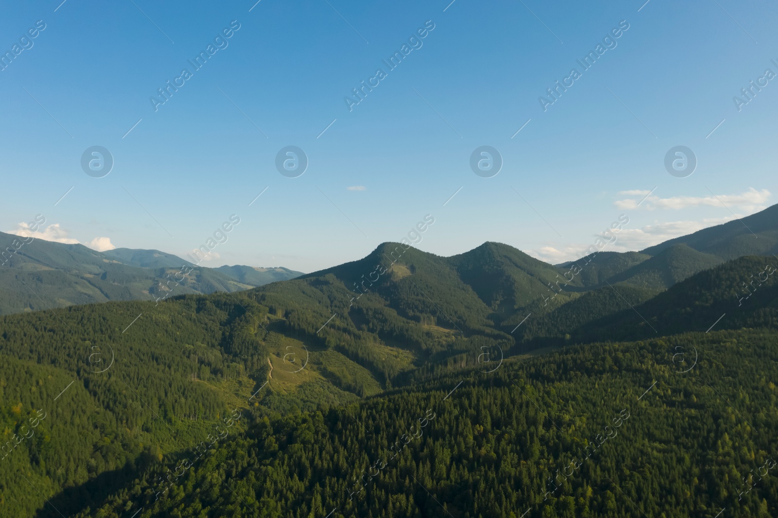 Image of Aerial view of beautiful conifer trees in mountains on sunny day