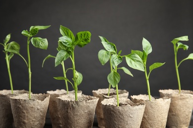 Photo of Vegetable seedlings in peat pots on table against black background