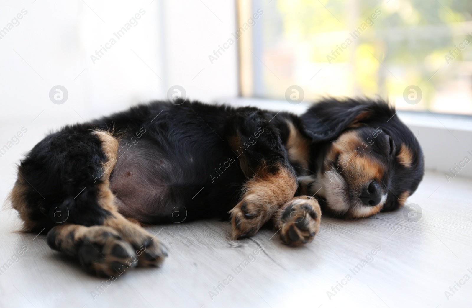 Photo of Cute English Cocker Spaniel puppy sleeping on floor indoors