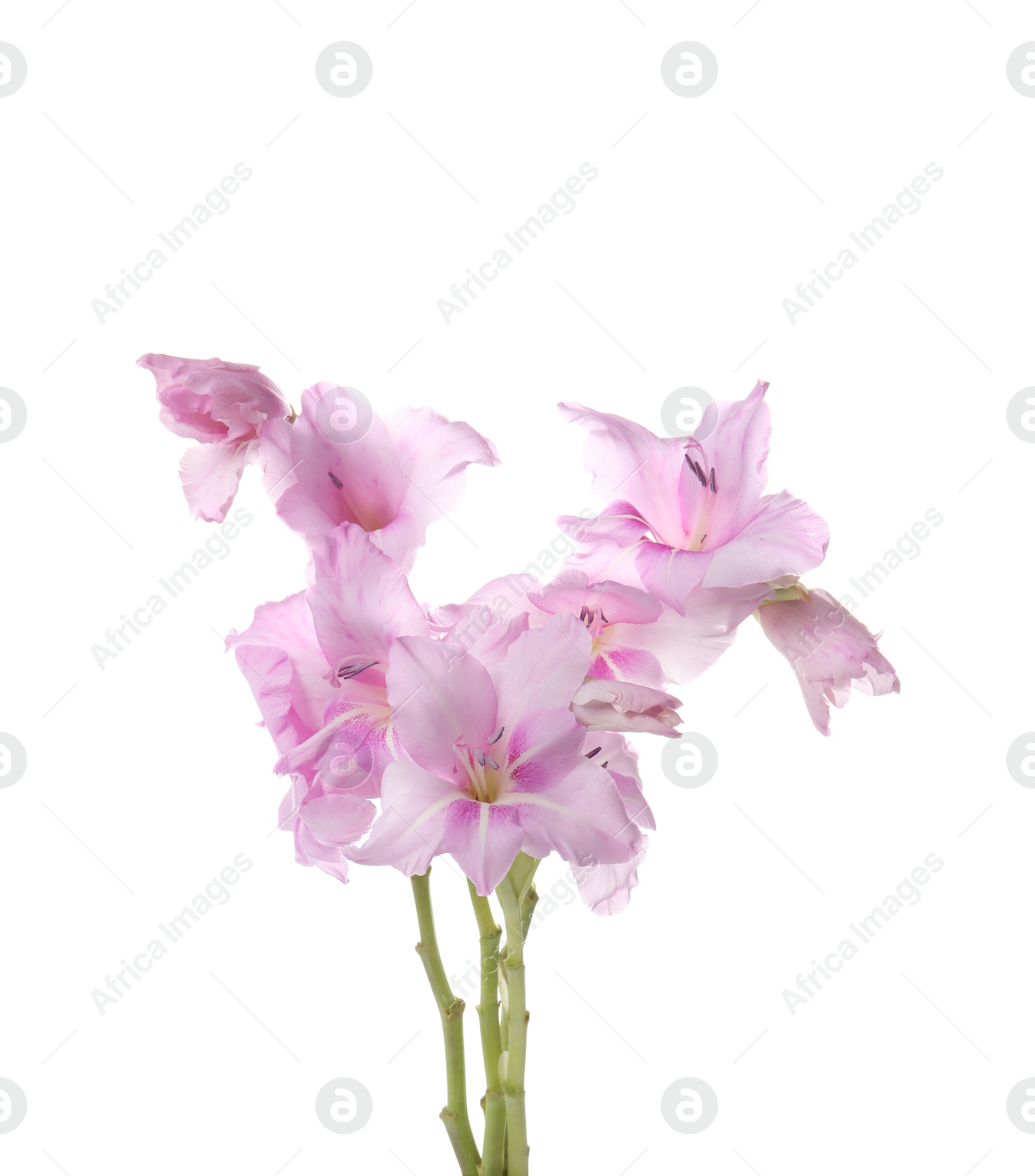 Photo of Beautiful gladiolus flowers on white background