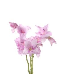 Beautiful gladiolus flowers on white background