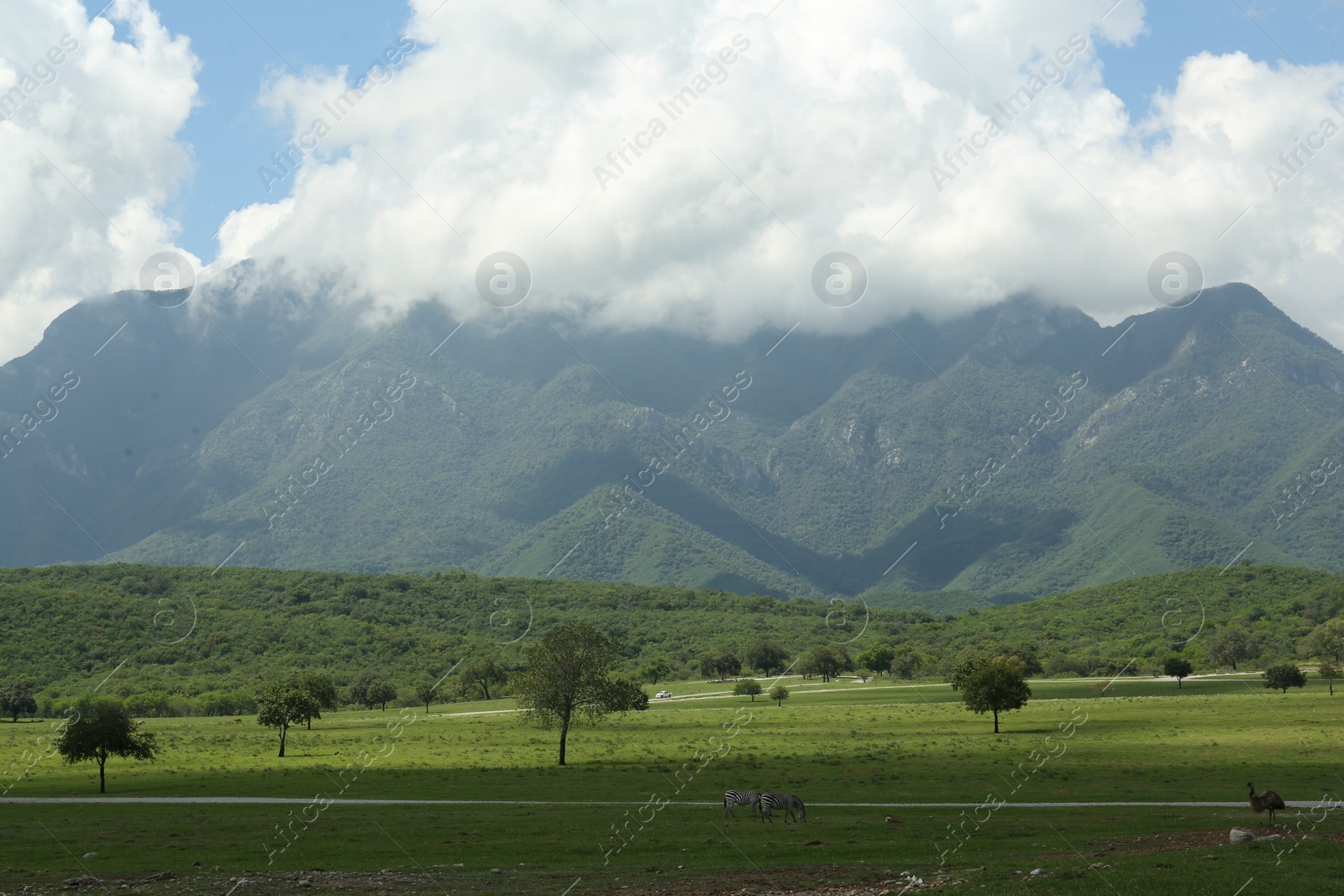 Photo of Picturesque view of safari park with animals and mountains