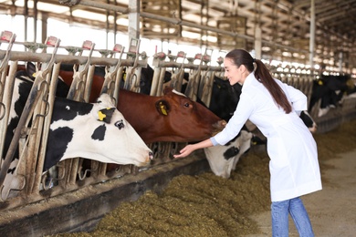 Photo of Professional veterinarian and cows on farm. Animal husbandry