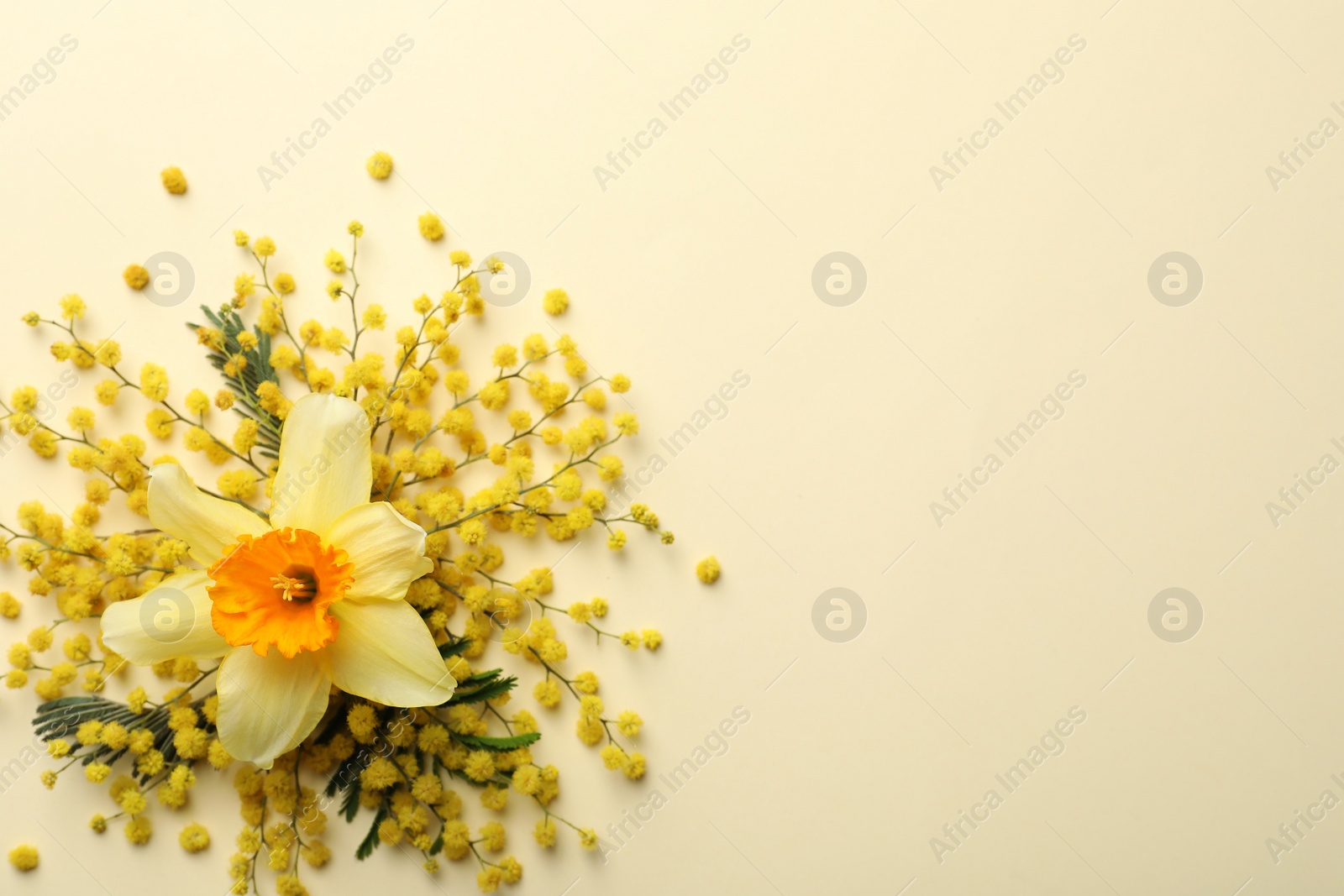 Photo of Beautiful floral composition with mimosa flowers on beige background, flat lay. Space for text