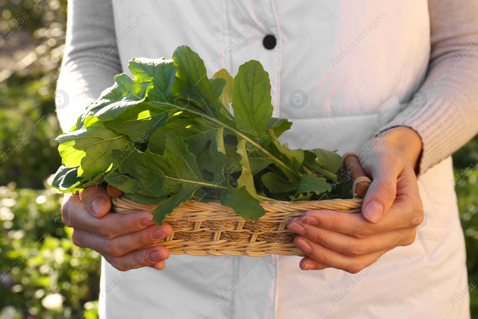 Photo of Woman holding wicker basket with fresh green arugula outdoors, closeup