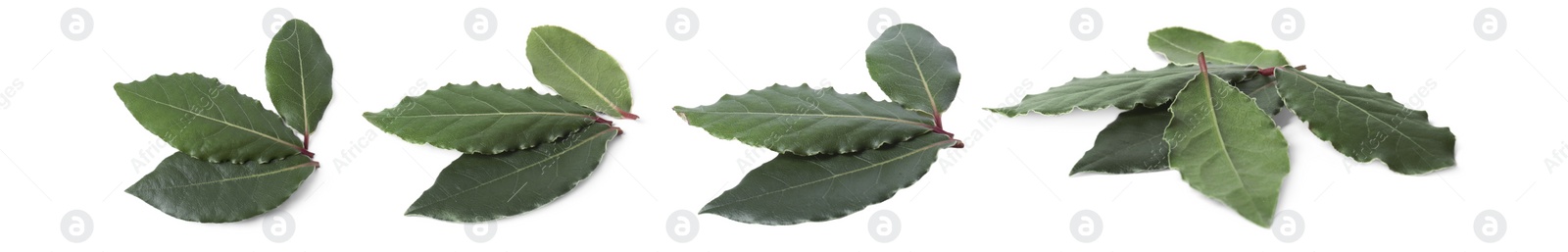 Image of Collage with fresh bay leaves on white background