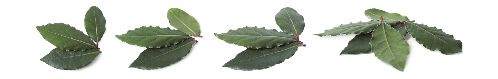 Image of Collage with fresh bay leaves on white background