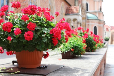 Photo of Flowerpot with blooming plant outdoors on sunny day