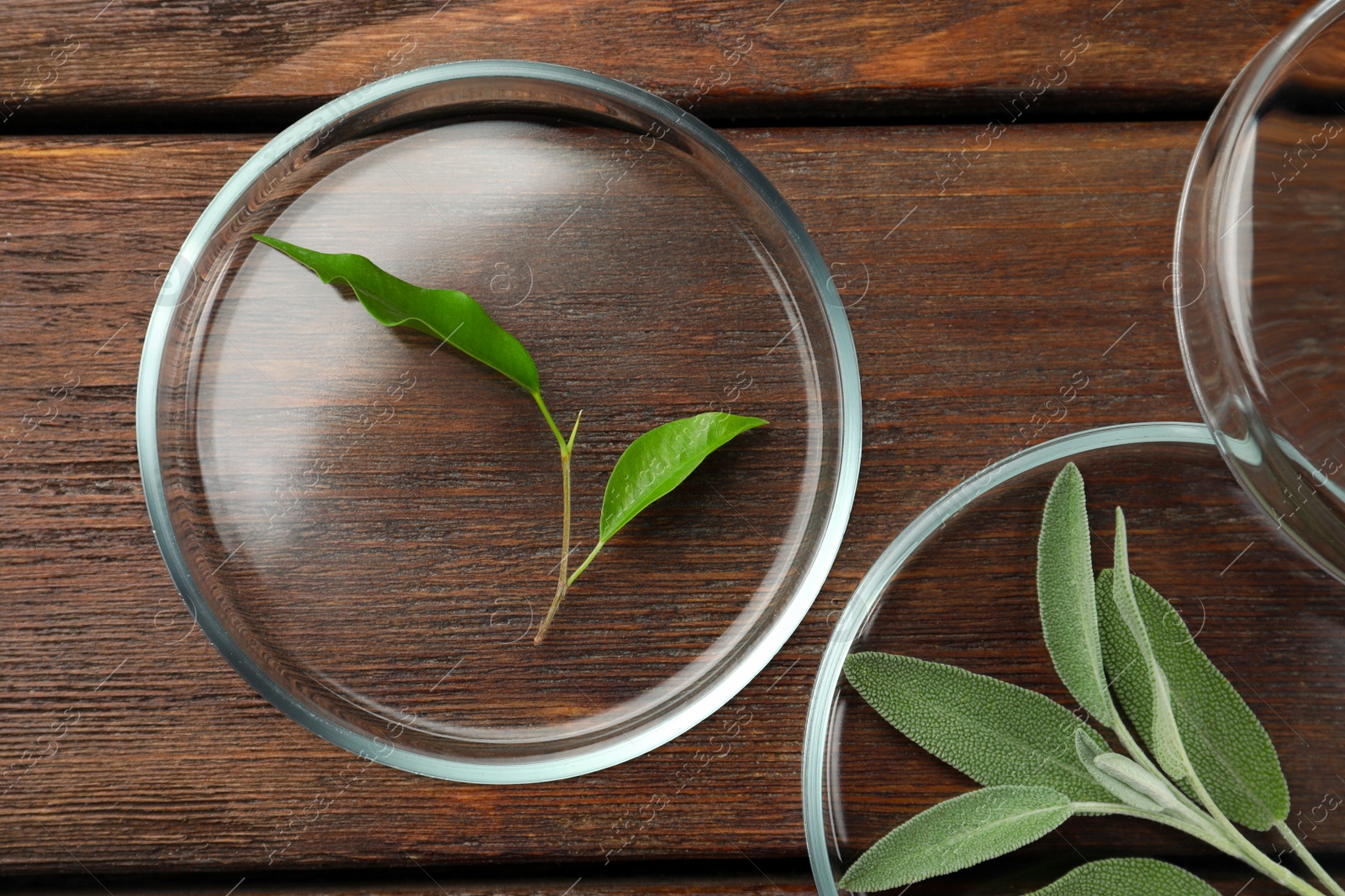 Photo of Flat lay composition with Petri dishes and plants on wooden table