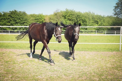 Photo of Dark bay horses in paddock on sunny day. Beautiful pets