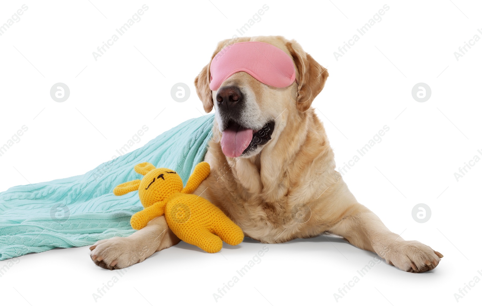 Photo of Cute Labrador Retriever with sleep mask and crocheted bunny under blanket resting on white background