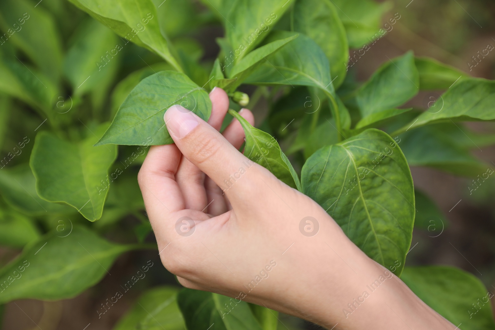Photo of Woman touching leaves on plant in garden, closeup