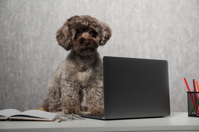 Photo of Cute Maltipoo dog on desk with laptop and stationery indoors