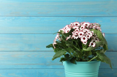 Photo of Beautiful cineraria flowers in pot on light blue wooden background. Space for text